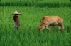 ricefarmer.jpg
